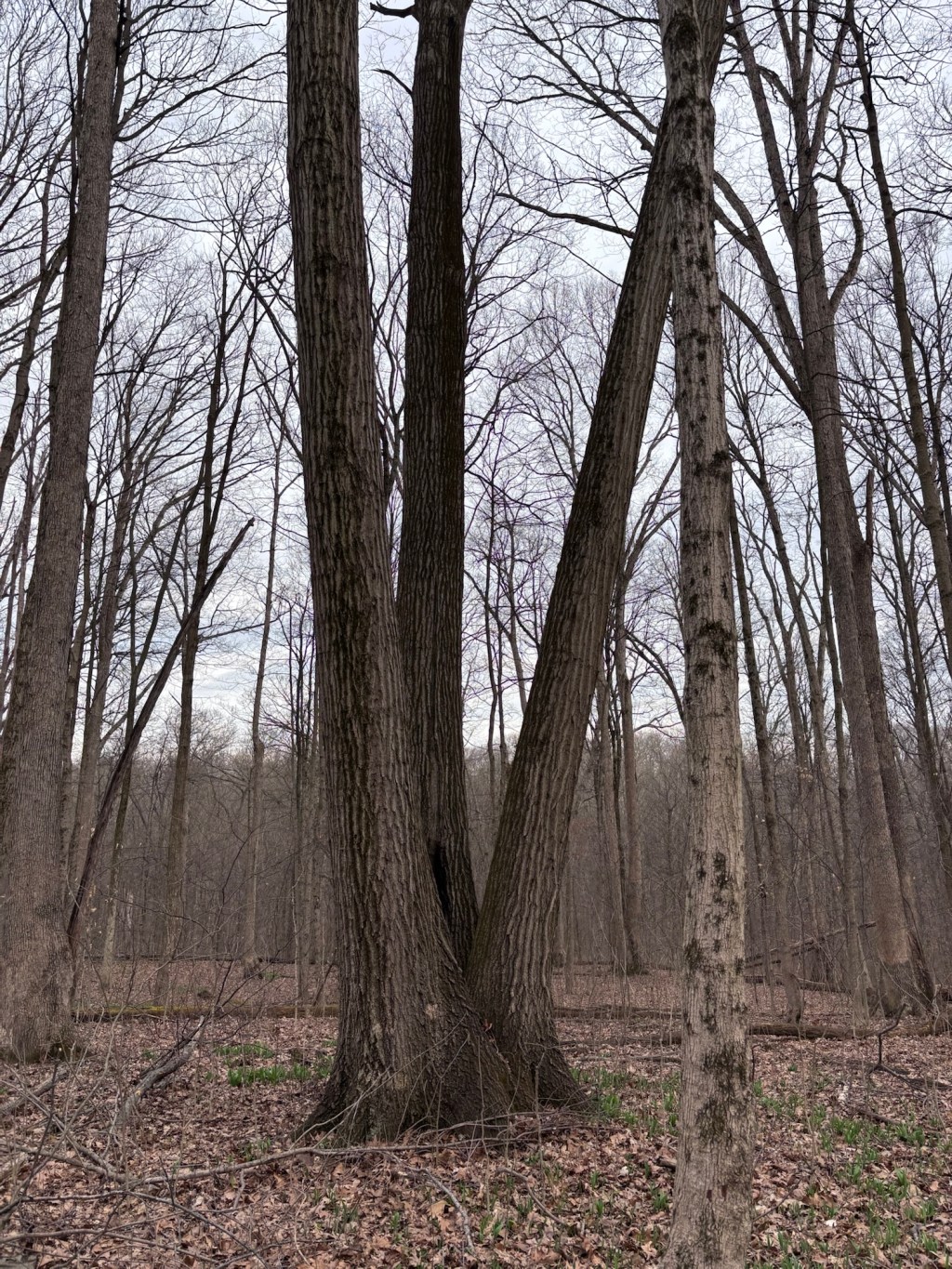 Thy Will Be&nbsp;Done