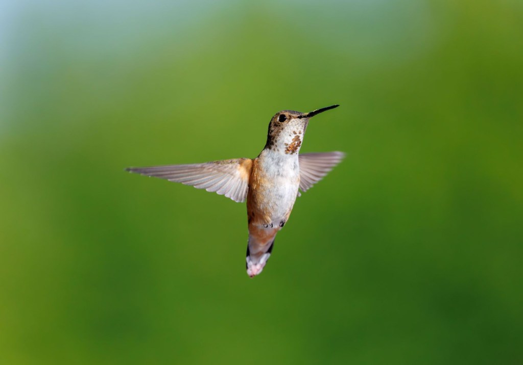 A Little Bird Told&nbsp;Me